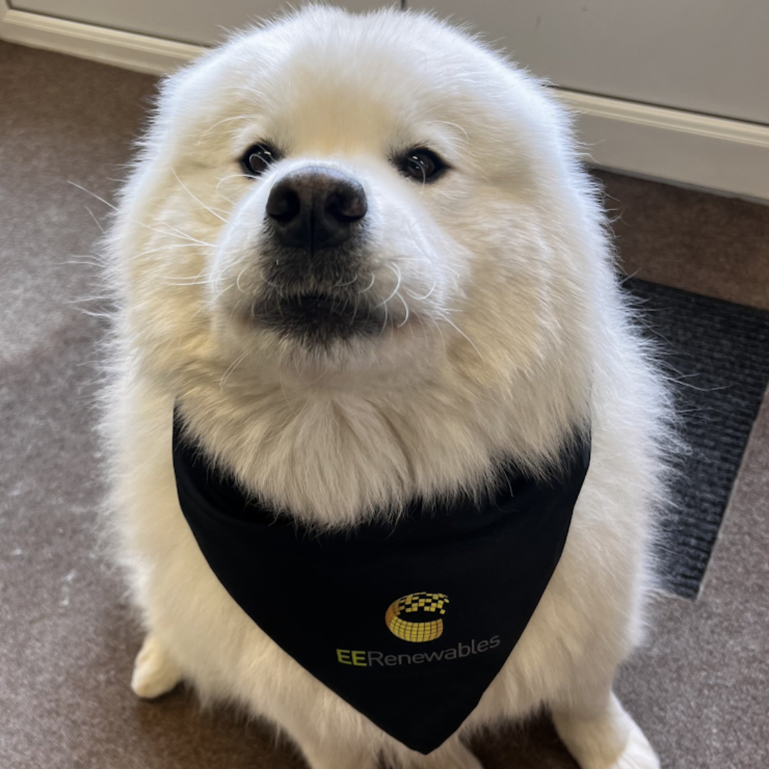 Mooncake, from ee renewables is a dog showing off his new bandana branded with their logo.